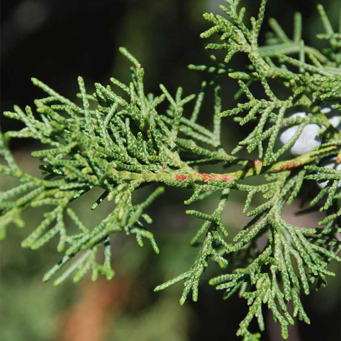 Eastern Red Cedar