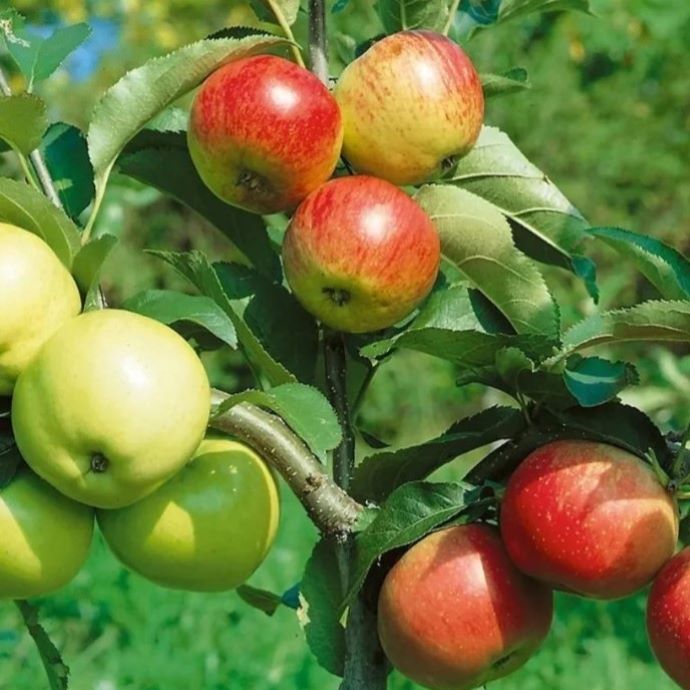 4 in 1 Apple Tree