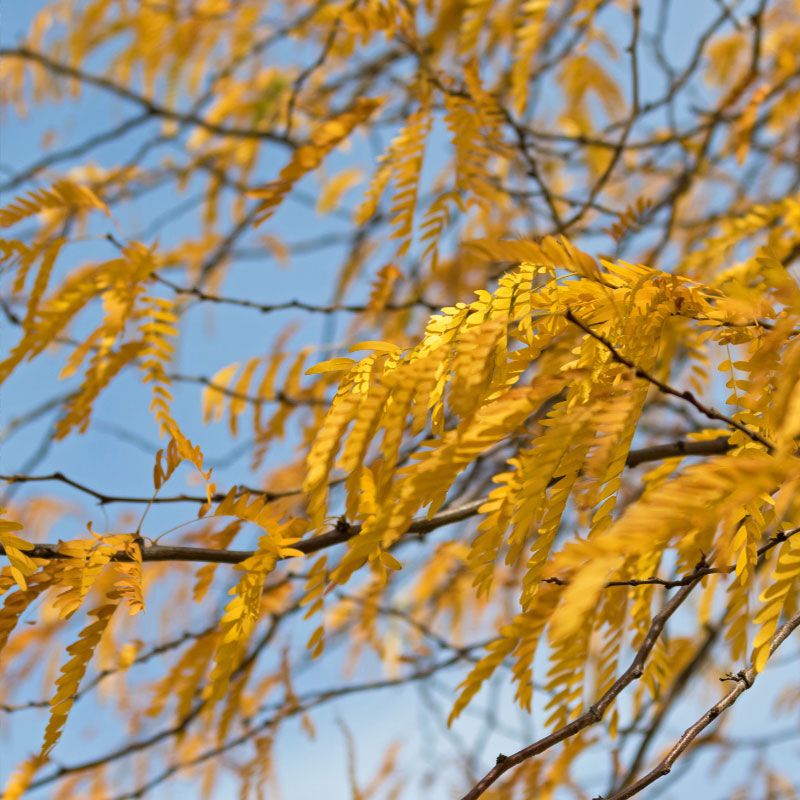 Shademaster Honeylocust