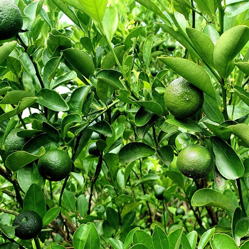 Key Lime Citrus