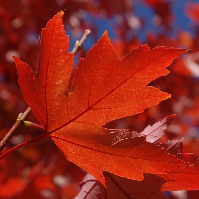 Autumn Blaze Freeman Maple