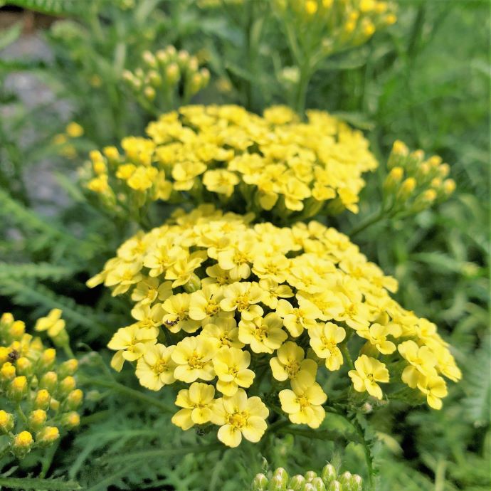 Yarrow