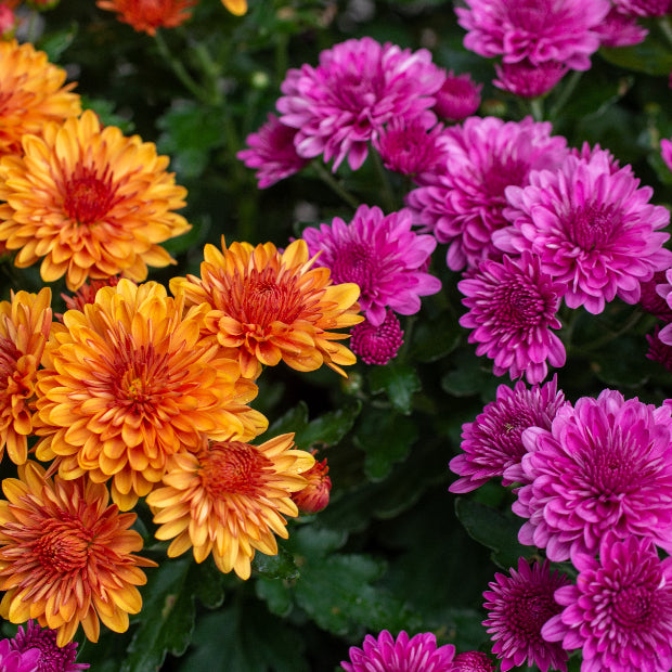 3 for $13.5 Mums