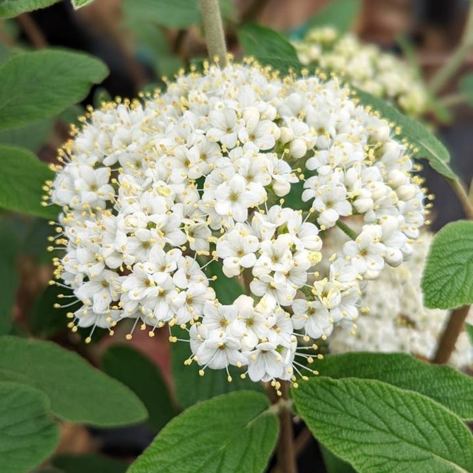 Alleghany Viburnum