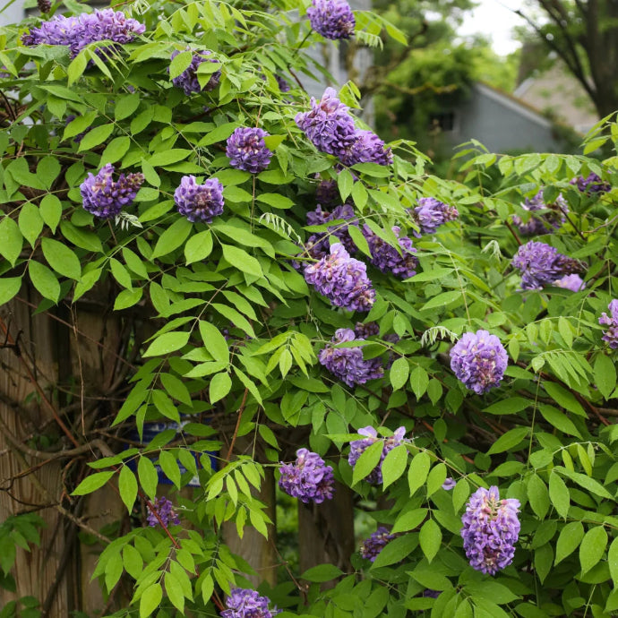 Amethyst Falls Wisteria