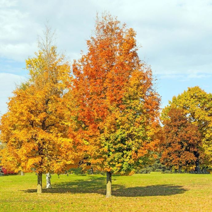 Armstrong Maple