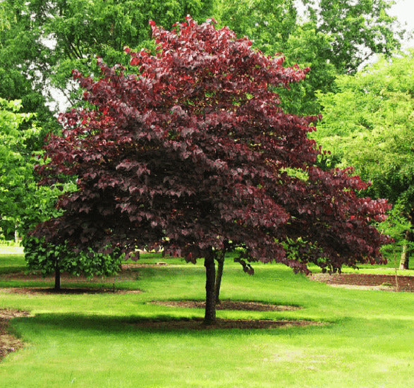 Burgundy Hearts Redbud