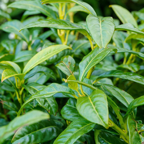 Chestnut Hill Laurel