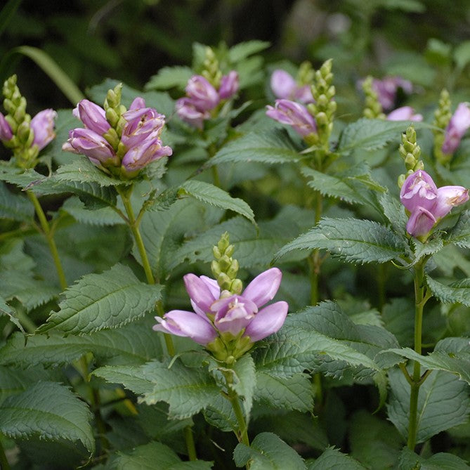 Hot Lips Turtlehead