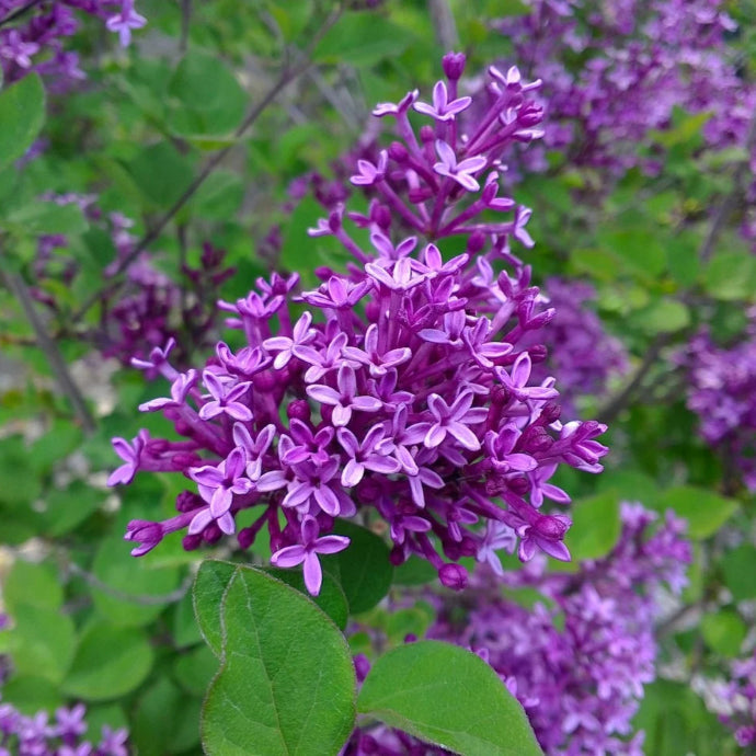 Bloomerang® Dark Purple Lilac