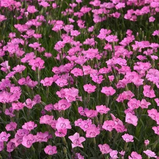 Dianthus