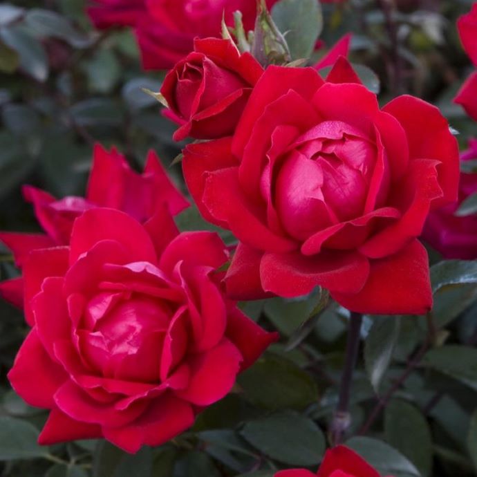 Knock-Out Rose
