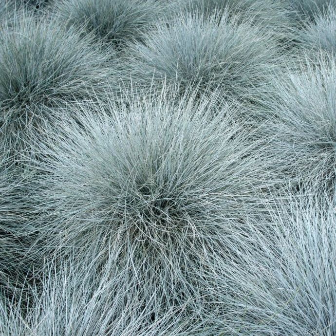 Elijah Blue Fescue