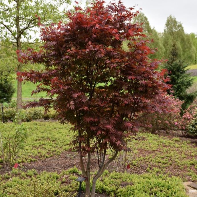 Emperor Japanese Maple