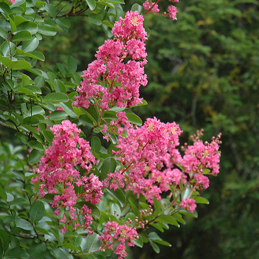 Hopi Crape Myrtle