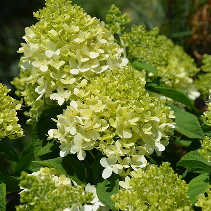 Little Lime Hydrangea