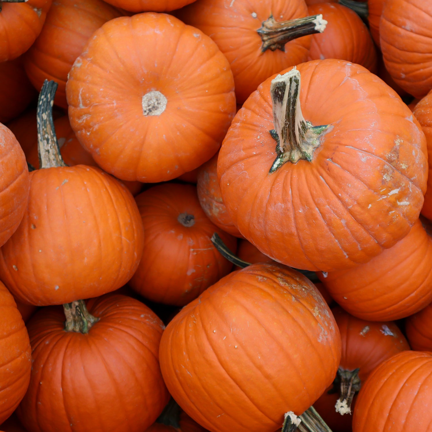 Baby Pam Pumpkin