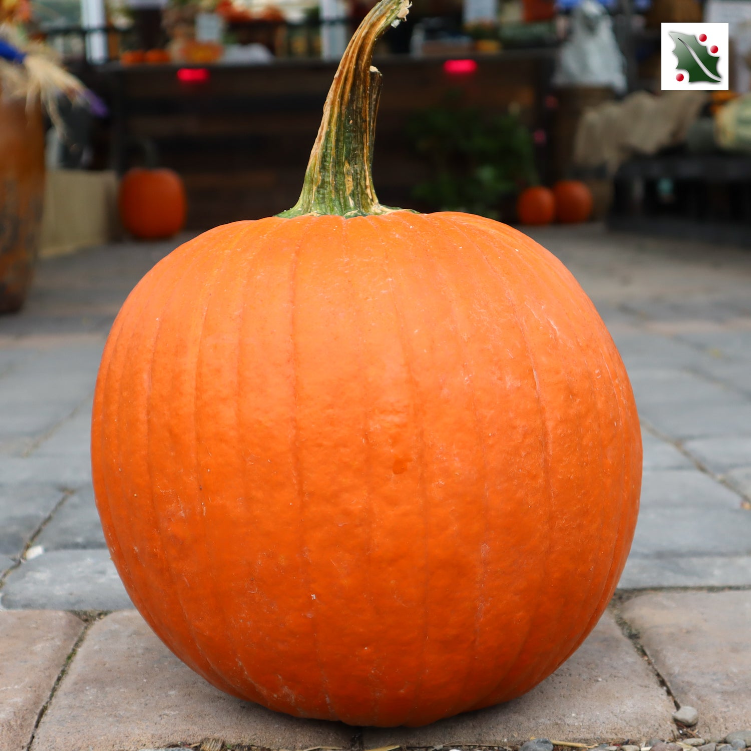 Medium Pumpkin