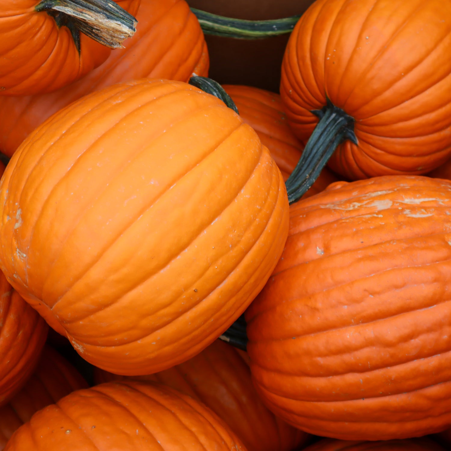 Large Pumpkin