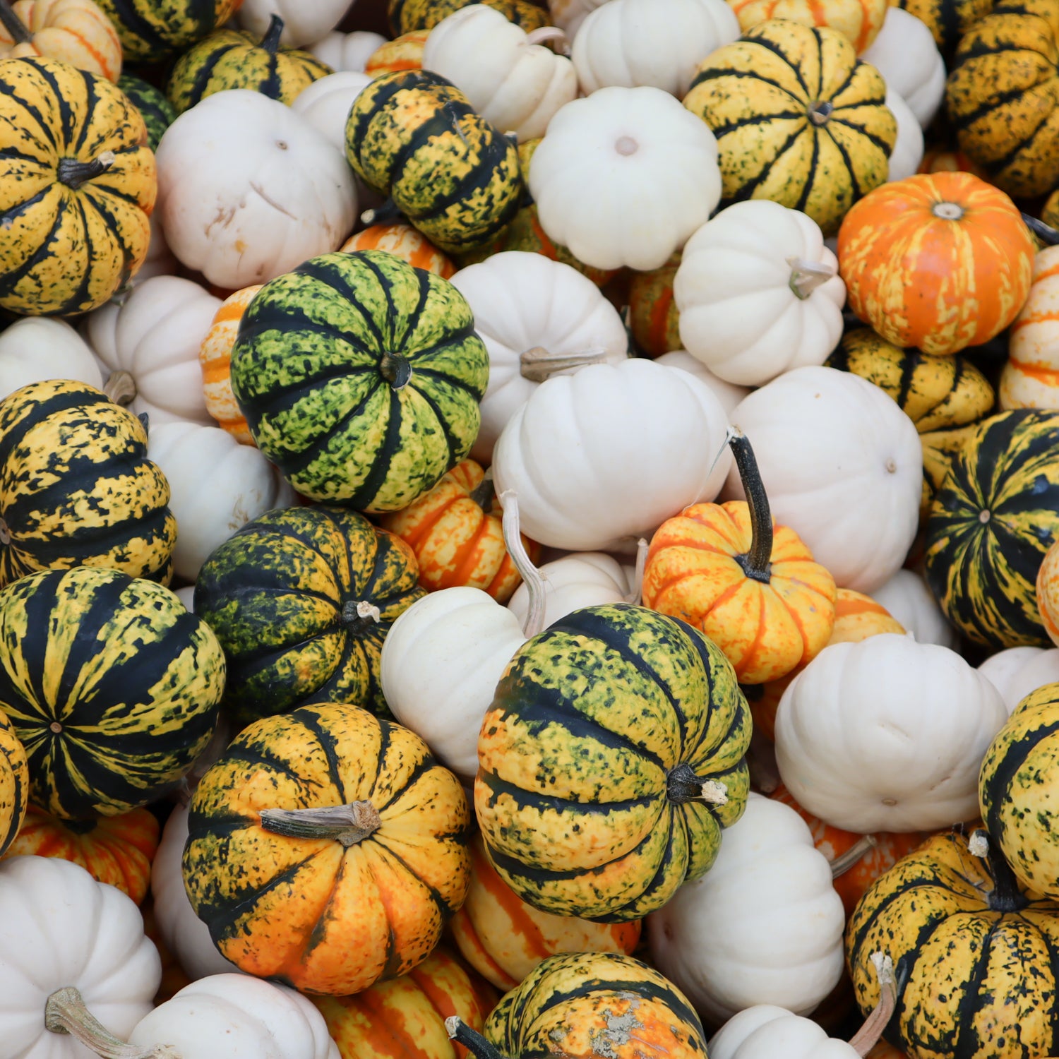 Mini Pumpkin
