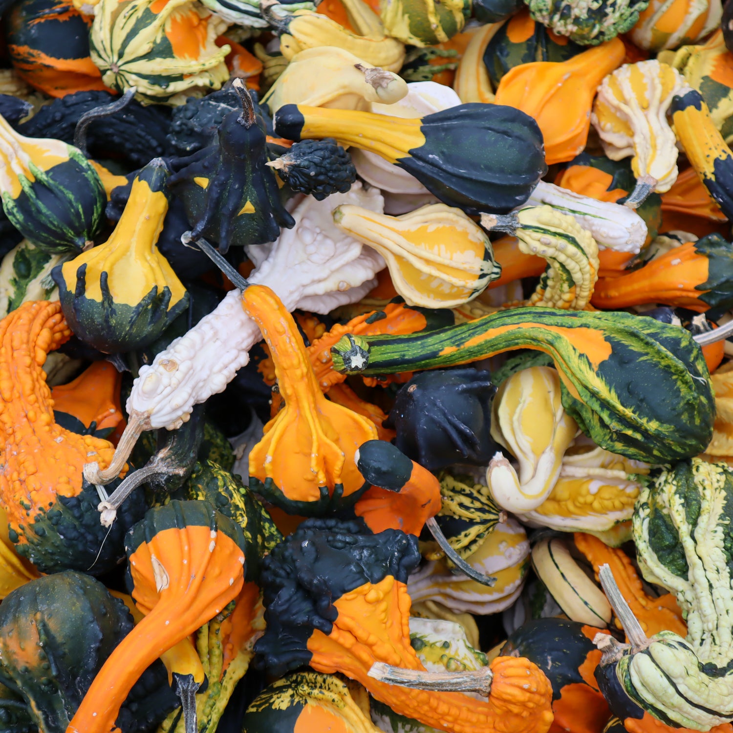 Mini Gourd