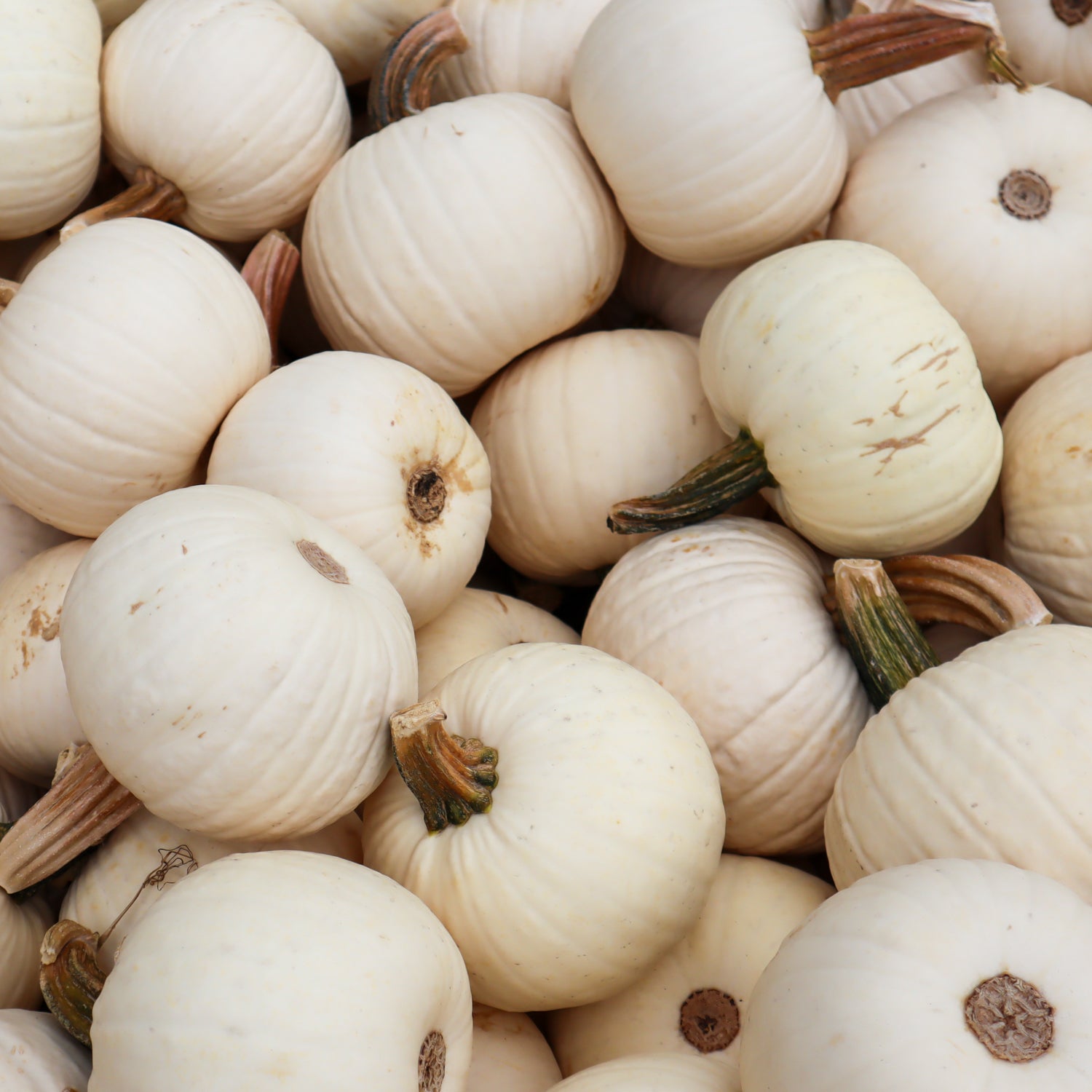 Field Trip Pumpkins