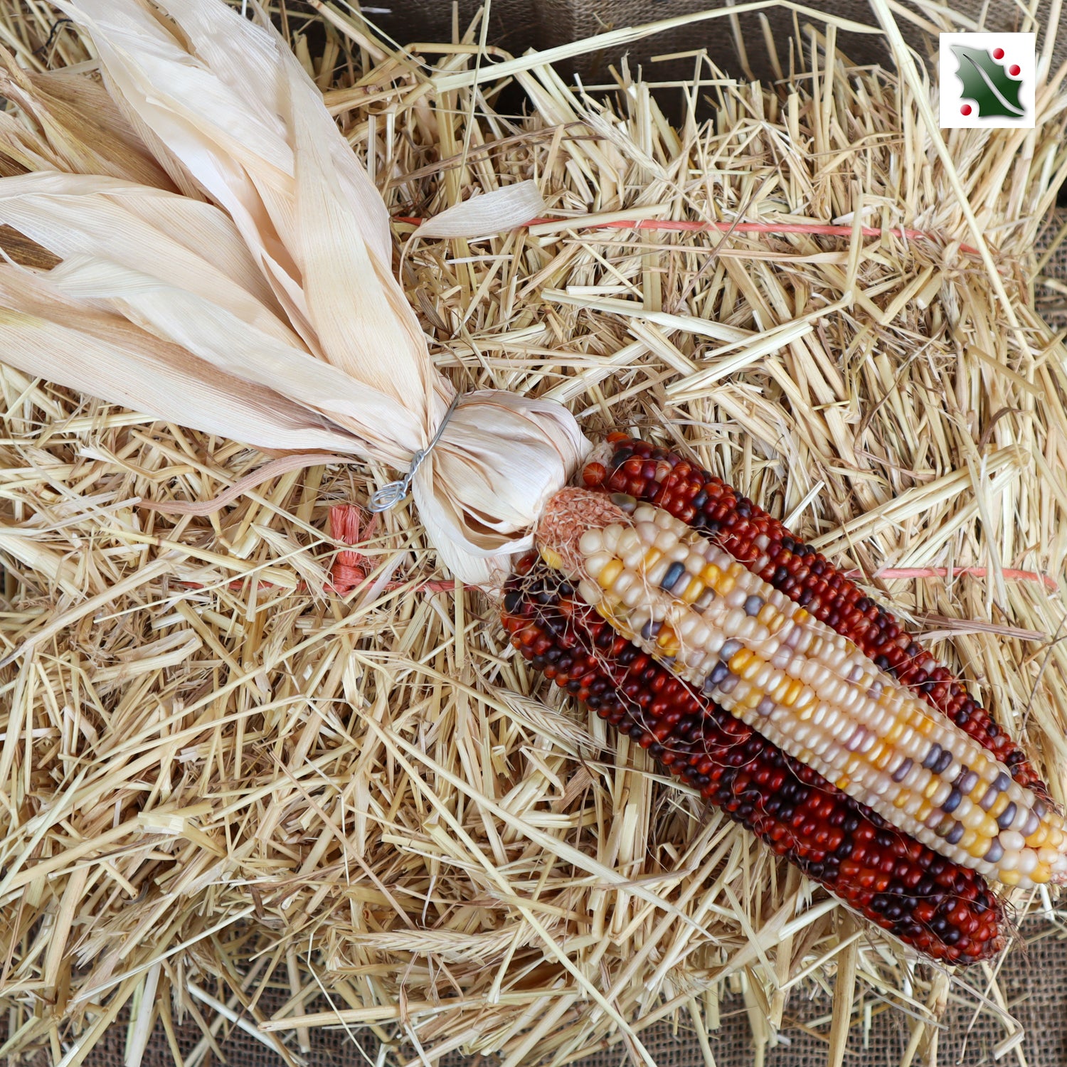 Indian Corn