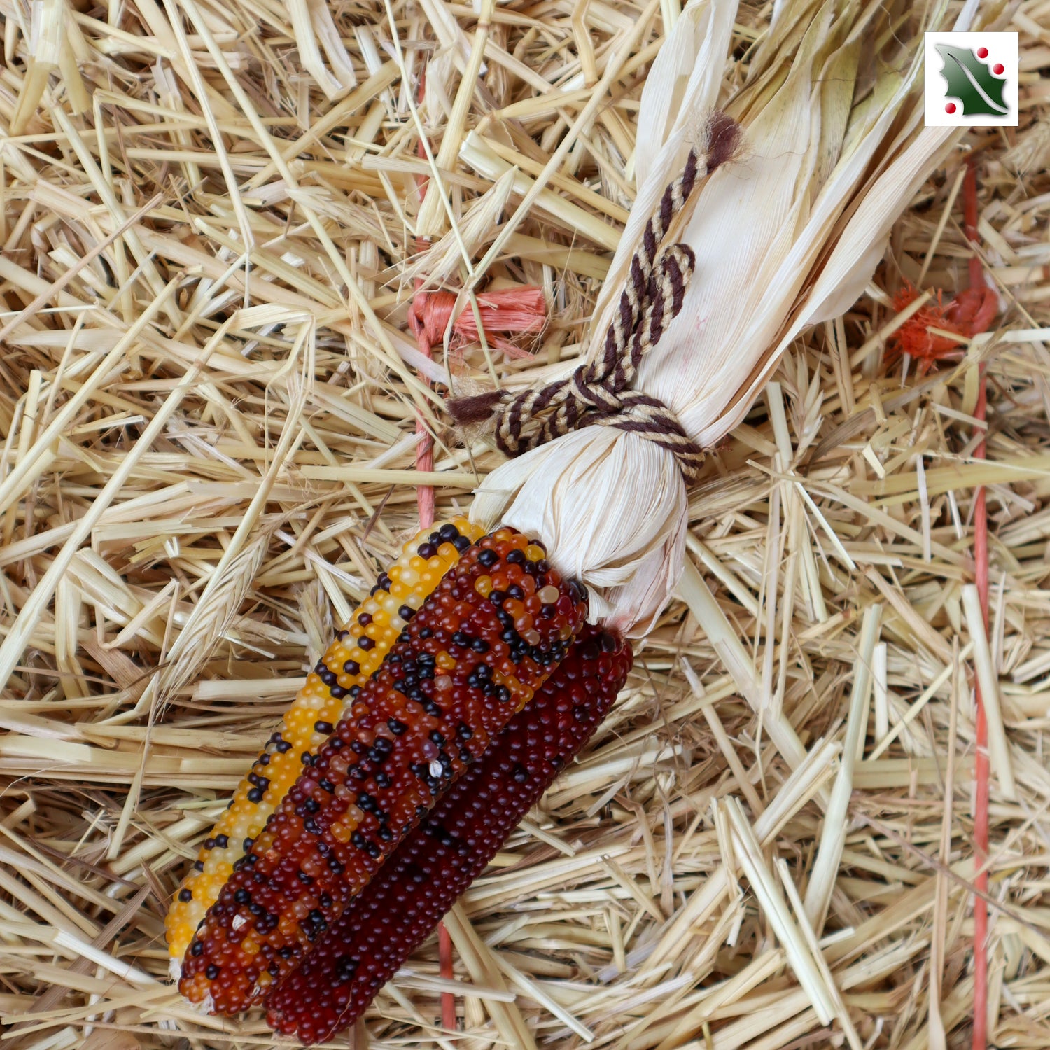 Mini Indian Corn