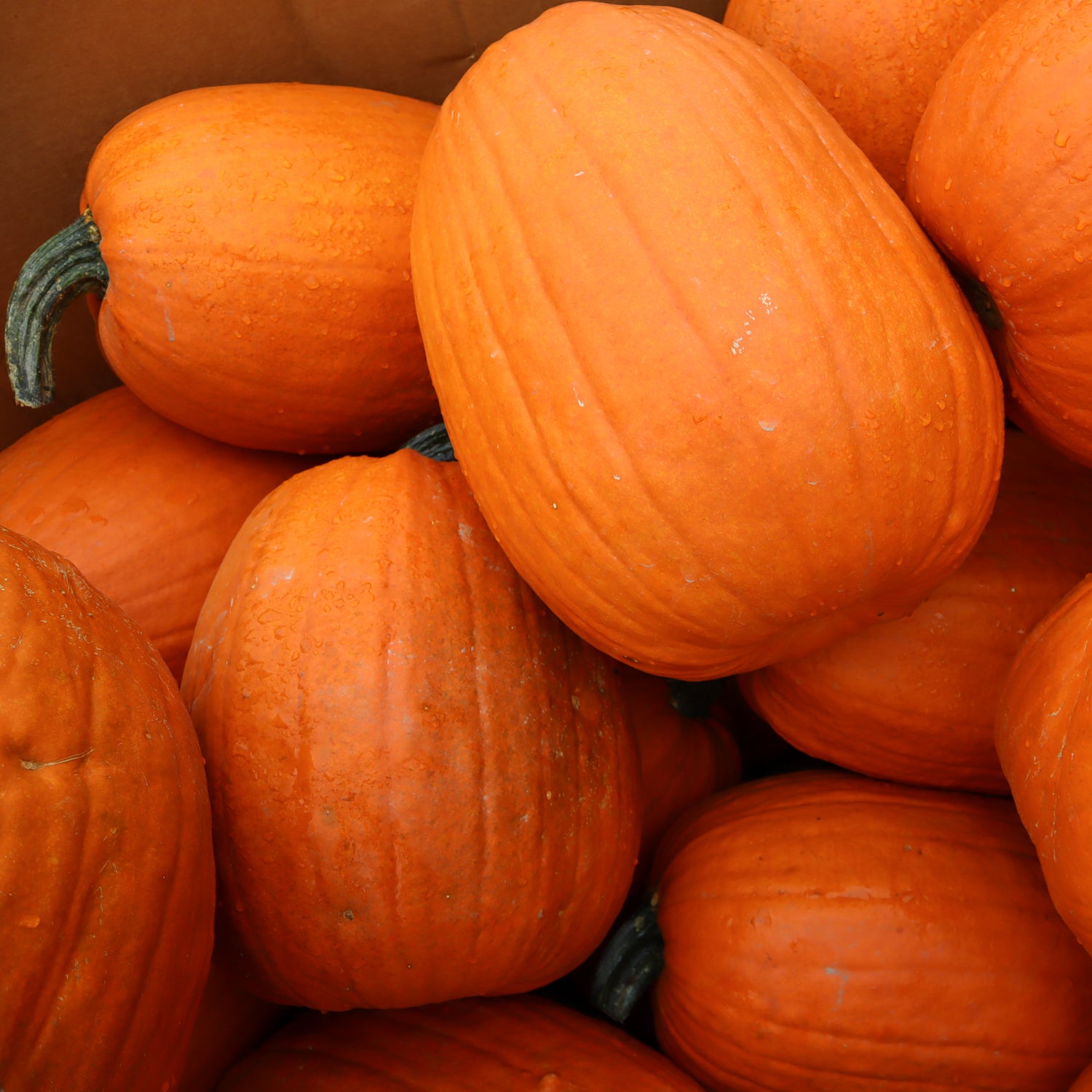Jumbo Pumpkin