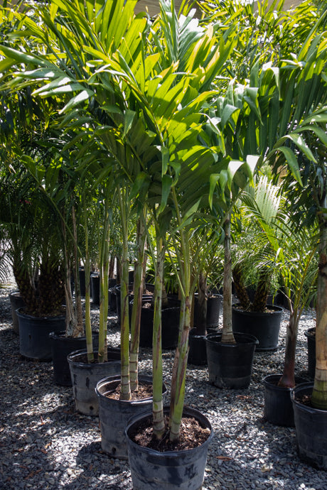 Adonidia Palm