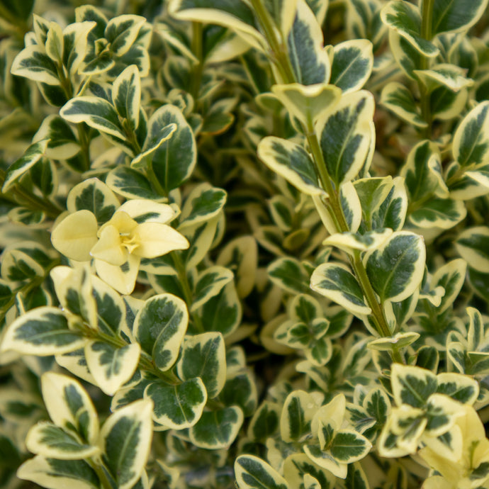 Variegated Boxwood