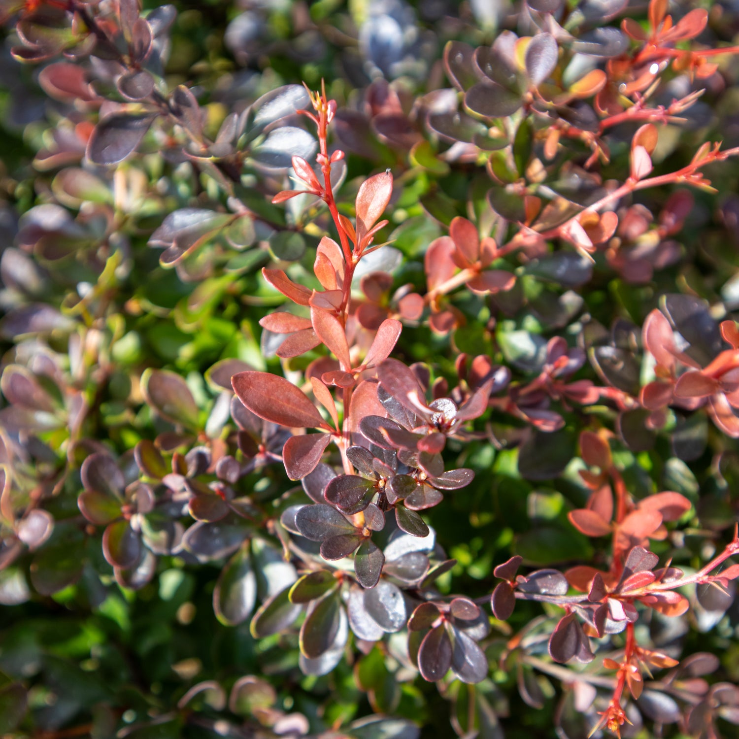 Crimson Pygmy Barberry