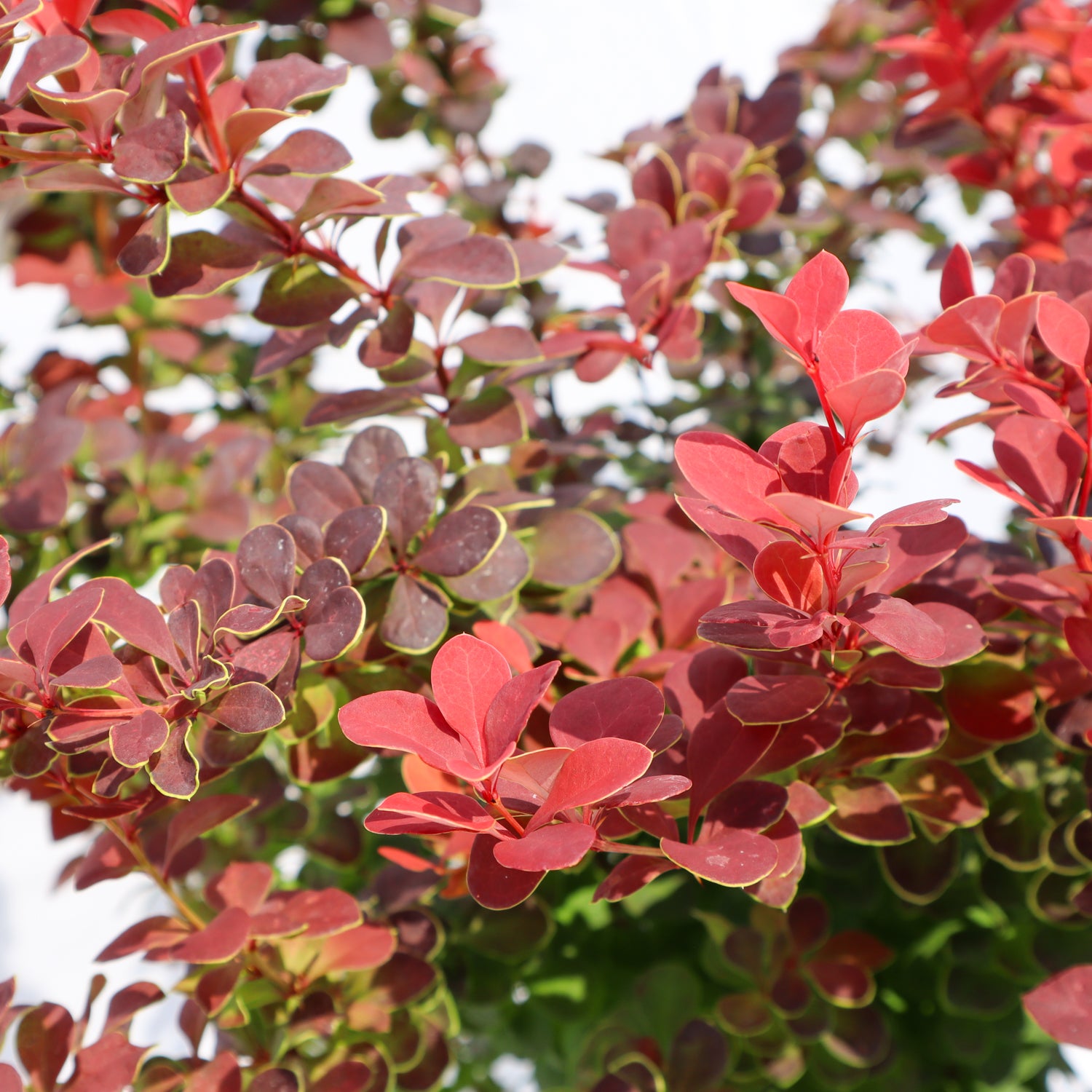 Orange Rocket Barberry