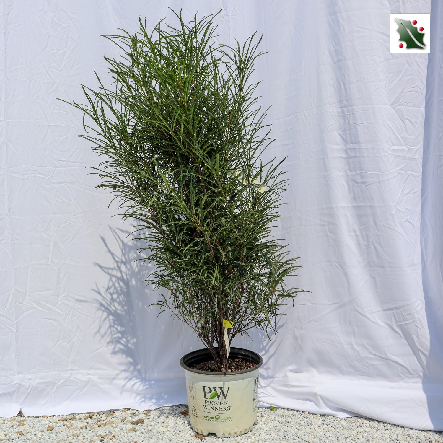 Fine Line Buckthorn