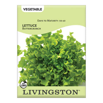 Lettuce-Buttercrunch Seed