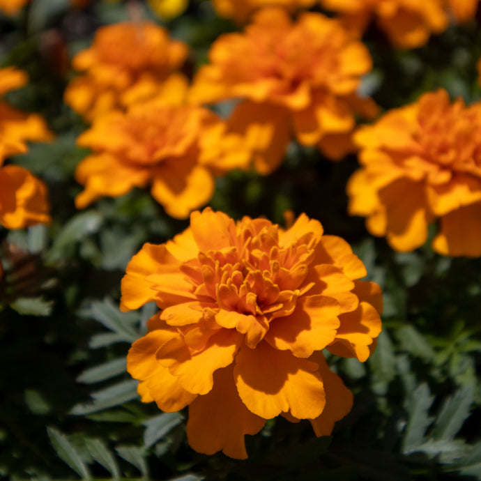 Marigold
