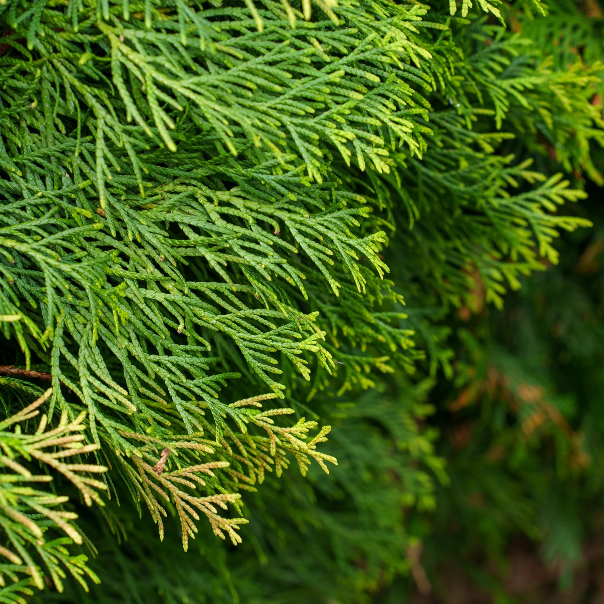 Northern Spire Arborvitae