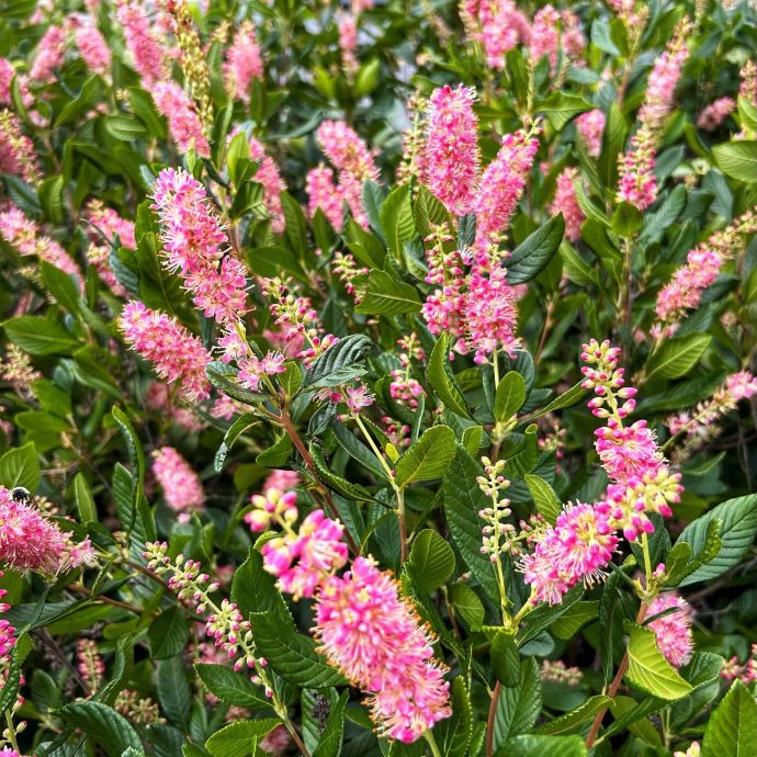 Ruby Spice Summersweet