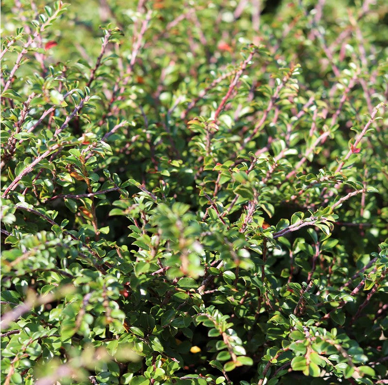 Tom Thumb Cotoneaster