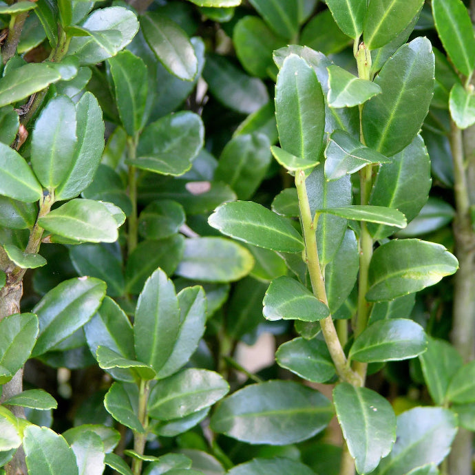 Sky Pencil Holly