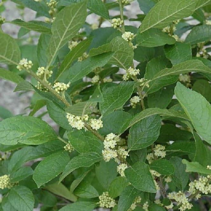 Southern Gentleman Winterberry Holly
