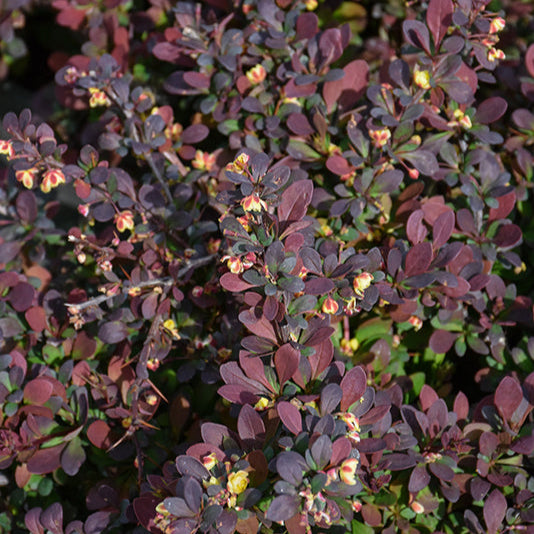 WorryFree® Crimson Cutie® Barberry