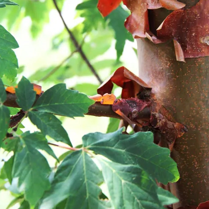 Paper Bark Maple