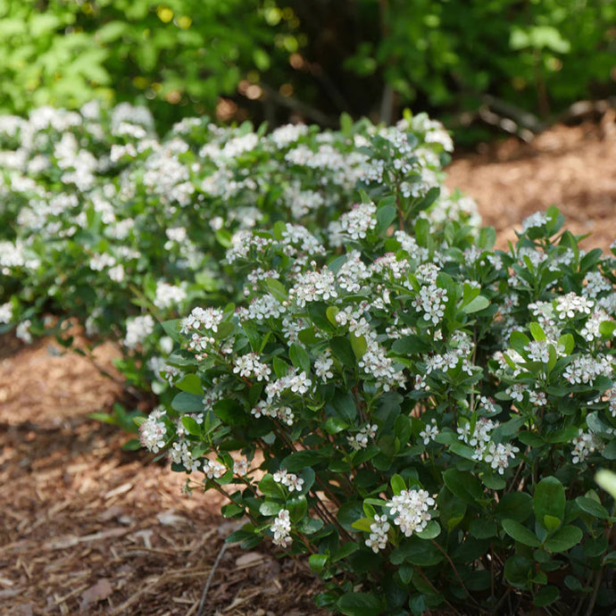 Low Scape Mound® Black Chokeberry