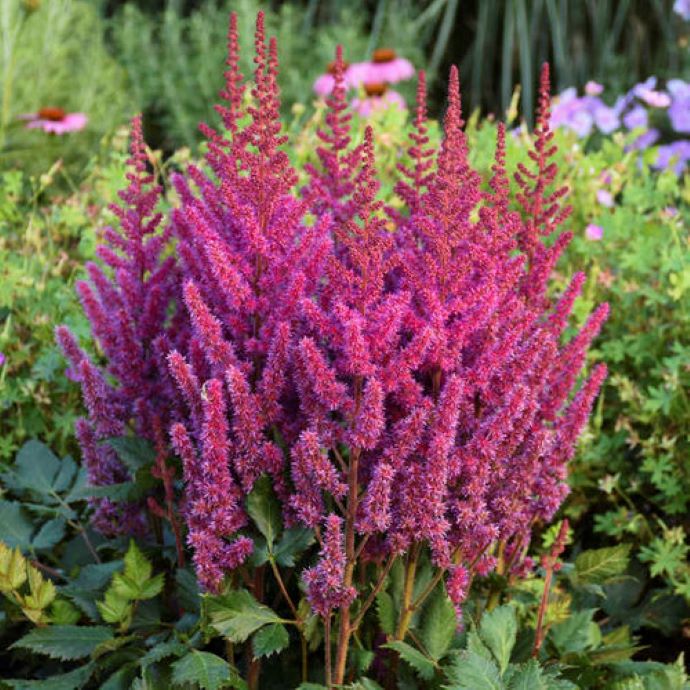 Astilbe