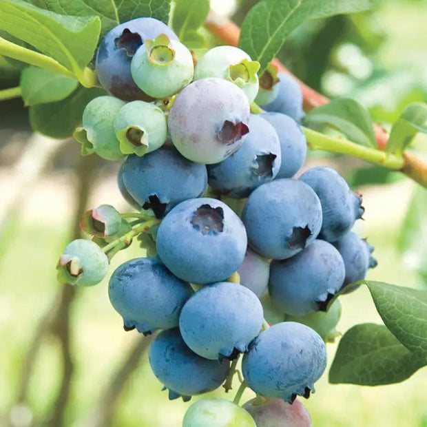 Blue Crop Blueberry