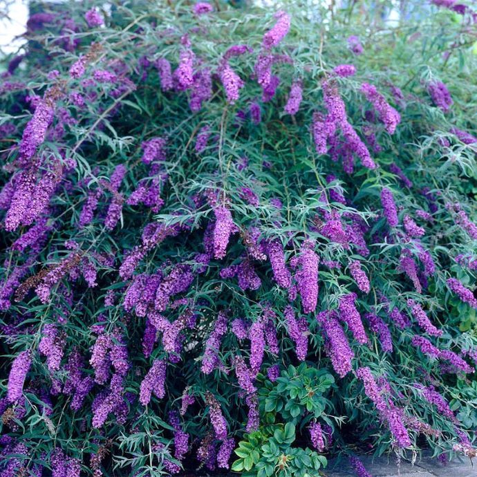 Black Knight Butterfly Bush
