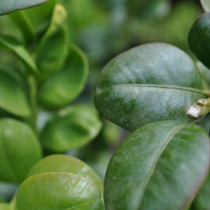 Round Leaf Boxwood