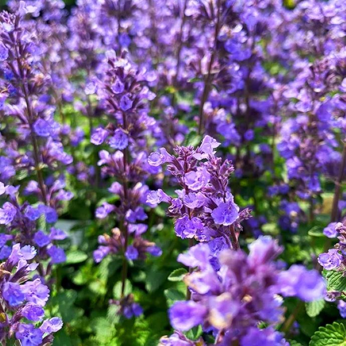 Catmint­­