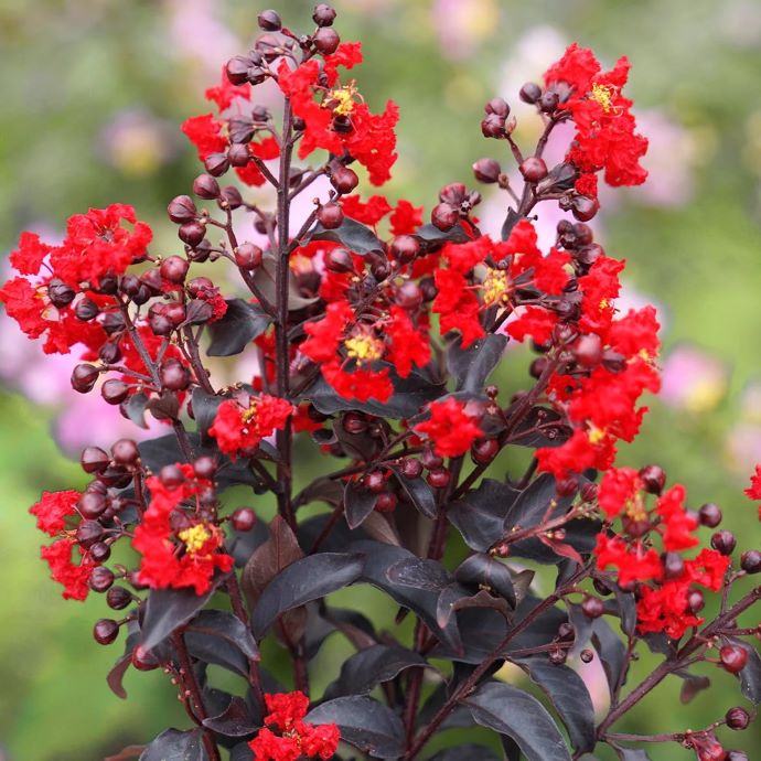 Center Stage Red Crape Myrtle